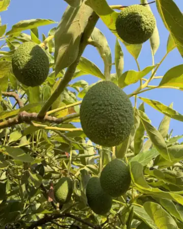 Photo d’illustration : avocats sur l’arbre