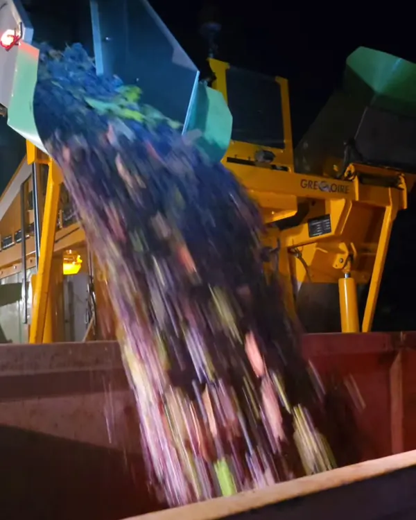 Le raisin versé de la machine à vendanger dans la benne, de nuit